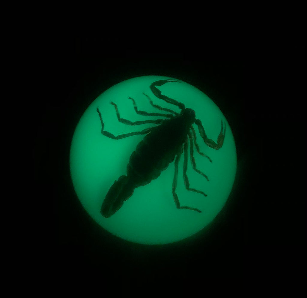 (Glow-in-the-Dark) Scorpion in Lucite