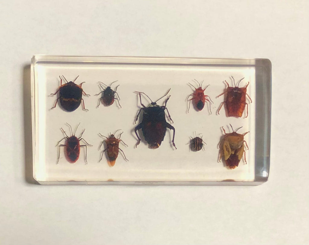 Shield Bugs in Lucite