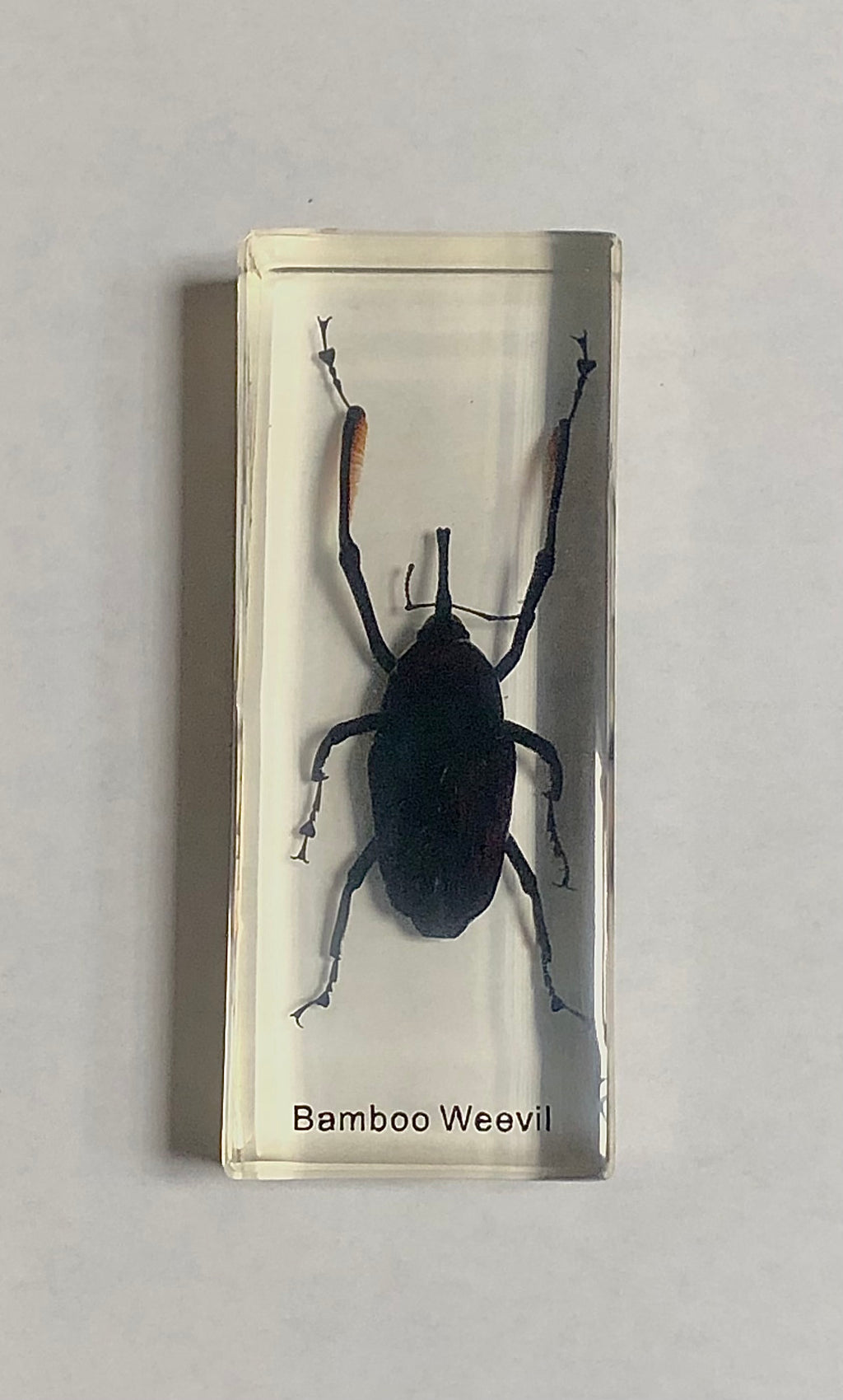 Bamboo Weevil in Lucite