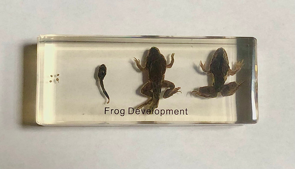 Frog Development in Lucite