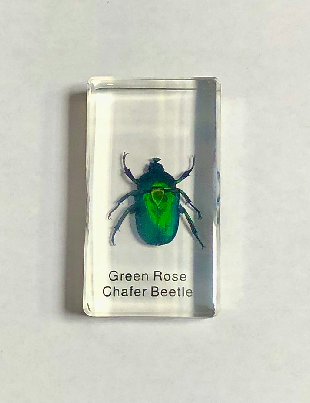 Green Rose Chafer Beetle in Lucite