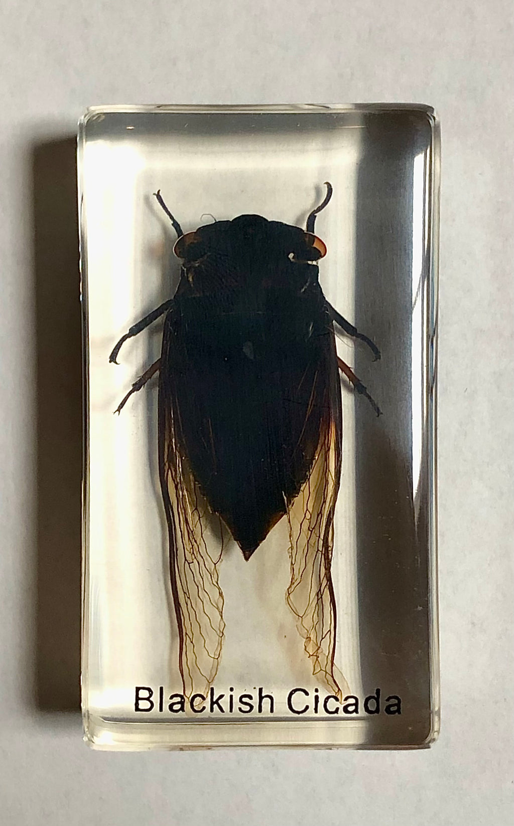 Blackish Cicada in Lucite