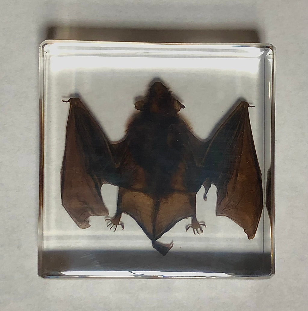 Small Bat in Lucite