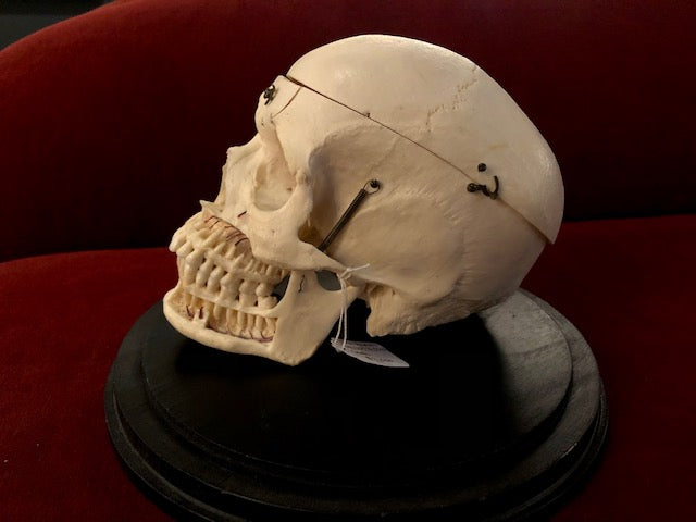 Real Human Demonstration Skull