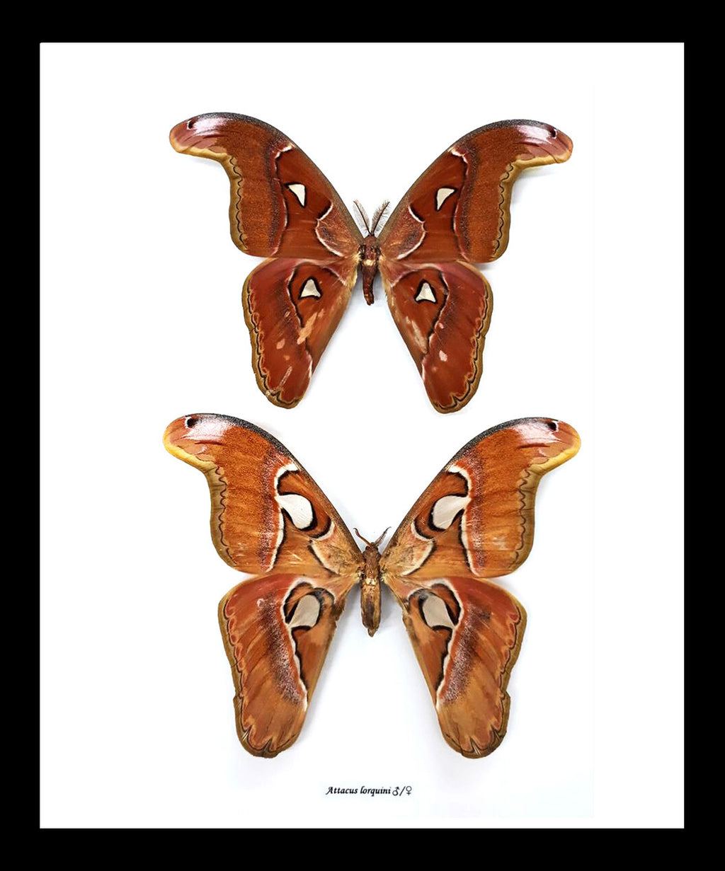 Framed Atlas Moths Pair