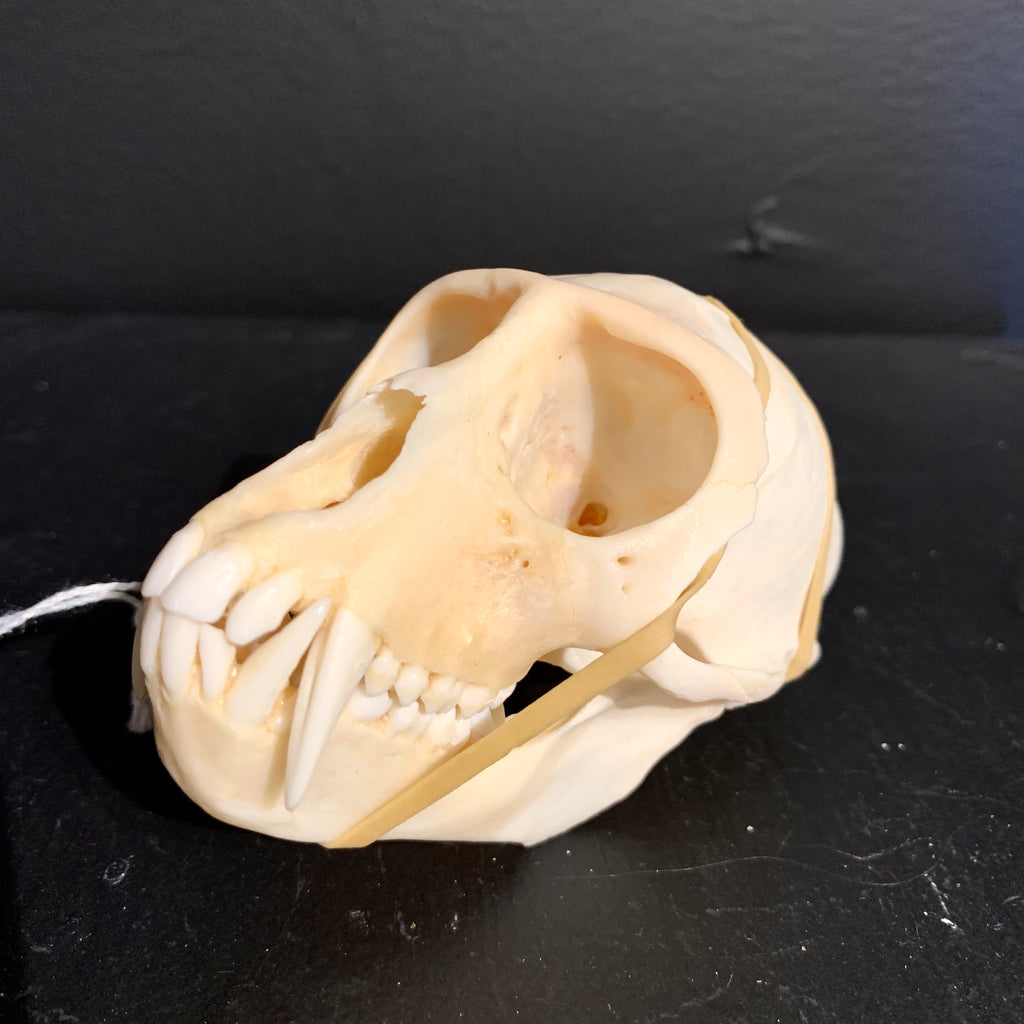 Male Vervet Skull