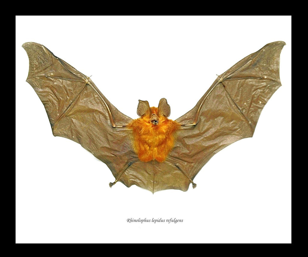 Framed Horseshoe Bat oddities for sale long beach los angeles oddity