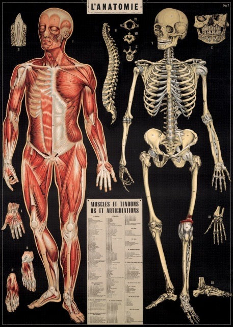 Framed Vintage Anatomy Poster