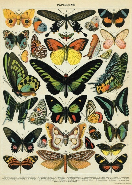 Framed Vintage Butterfly Poster