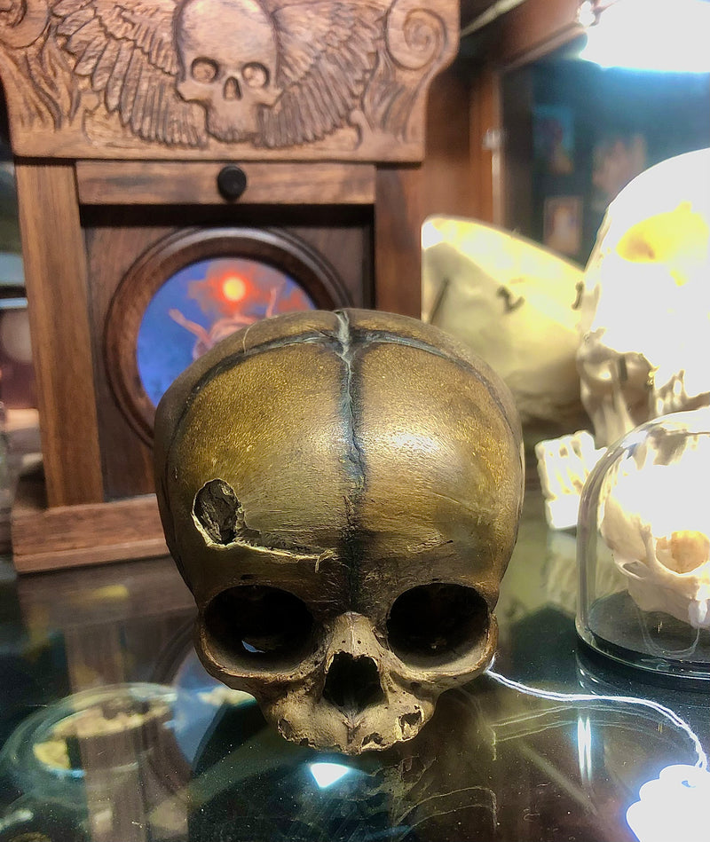 Authentic Fetal Skull