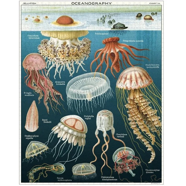 Framed Vintage Jellyfish Poster