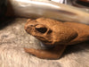 Real Cane Toad Coin Purse