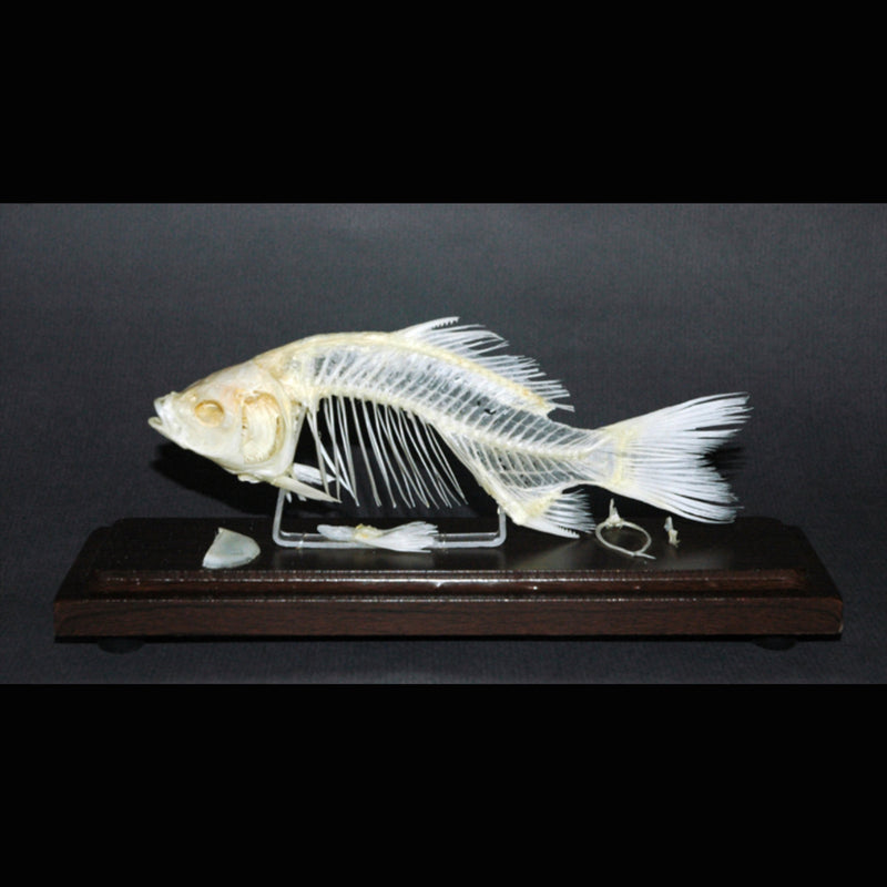 Fish Skeleton dark art oddities oddity los angeles long beach california