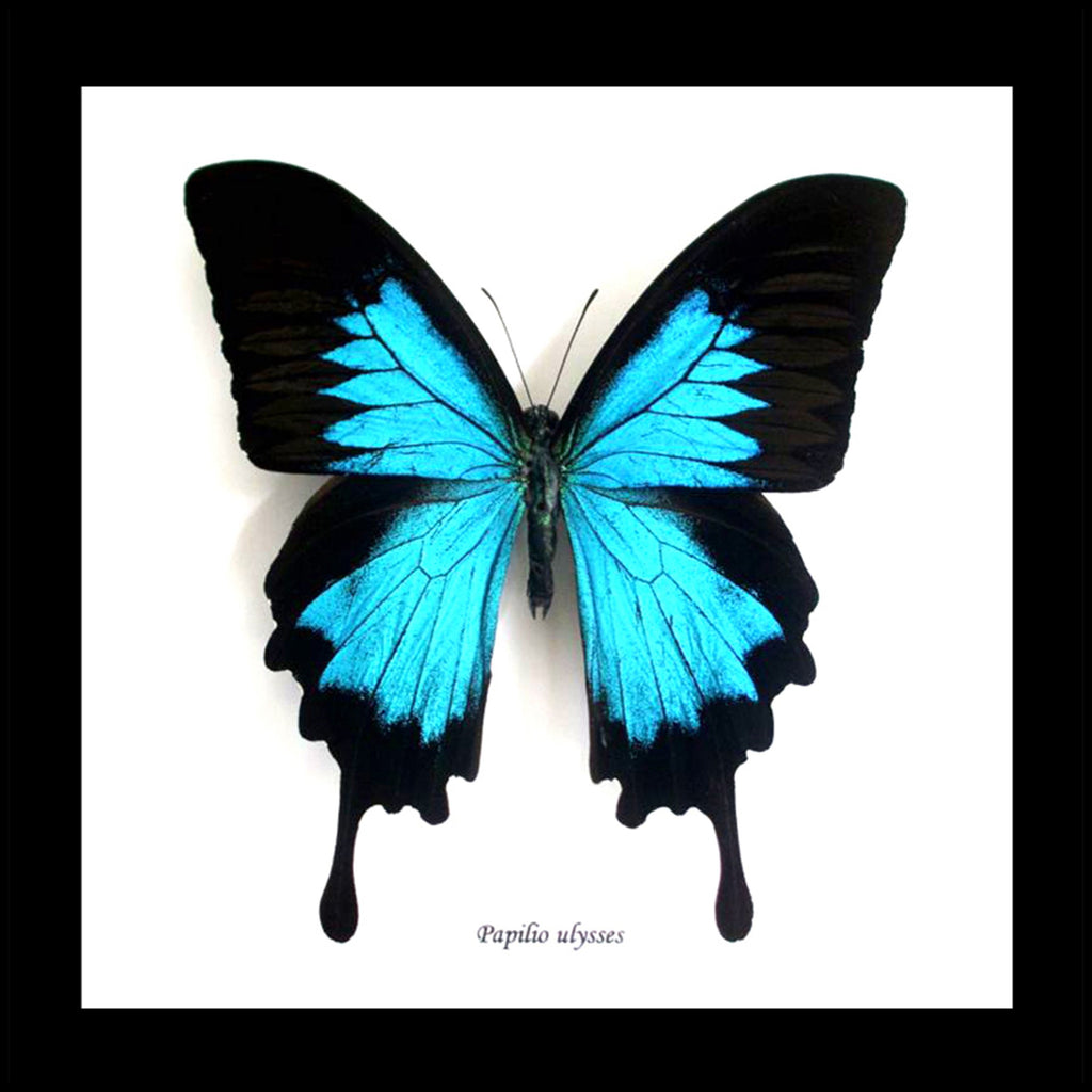 Framed Ulysses Butterfly