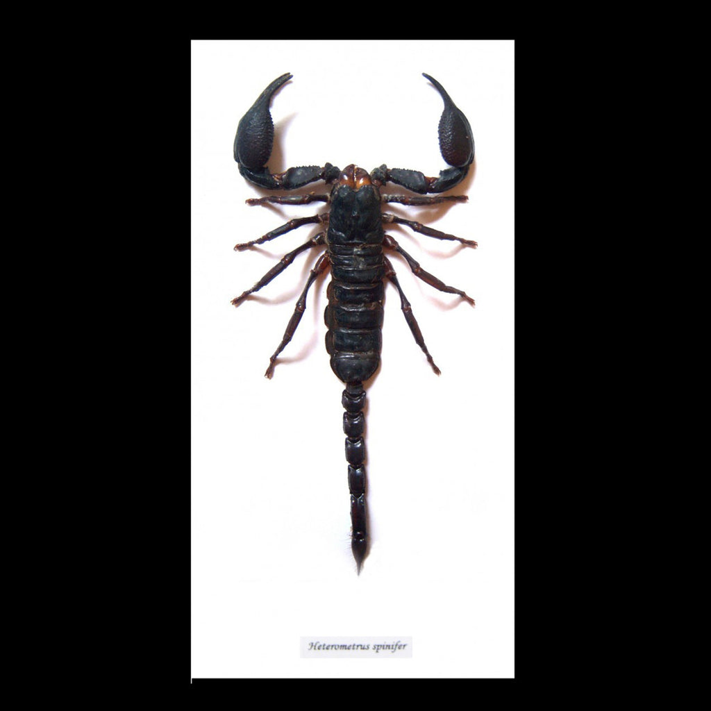Framed Scorpion dark art low bros oddities