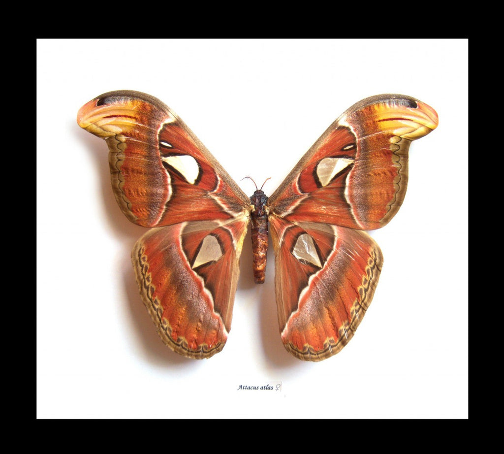 Framed Female Atlas Moth