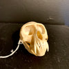 Male Vervet Skull