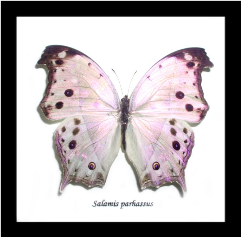 Framed Pearl Butterfly