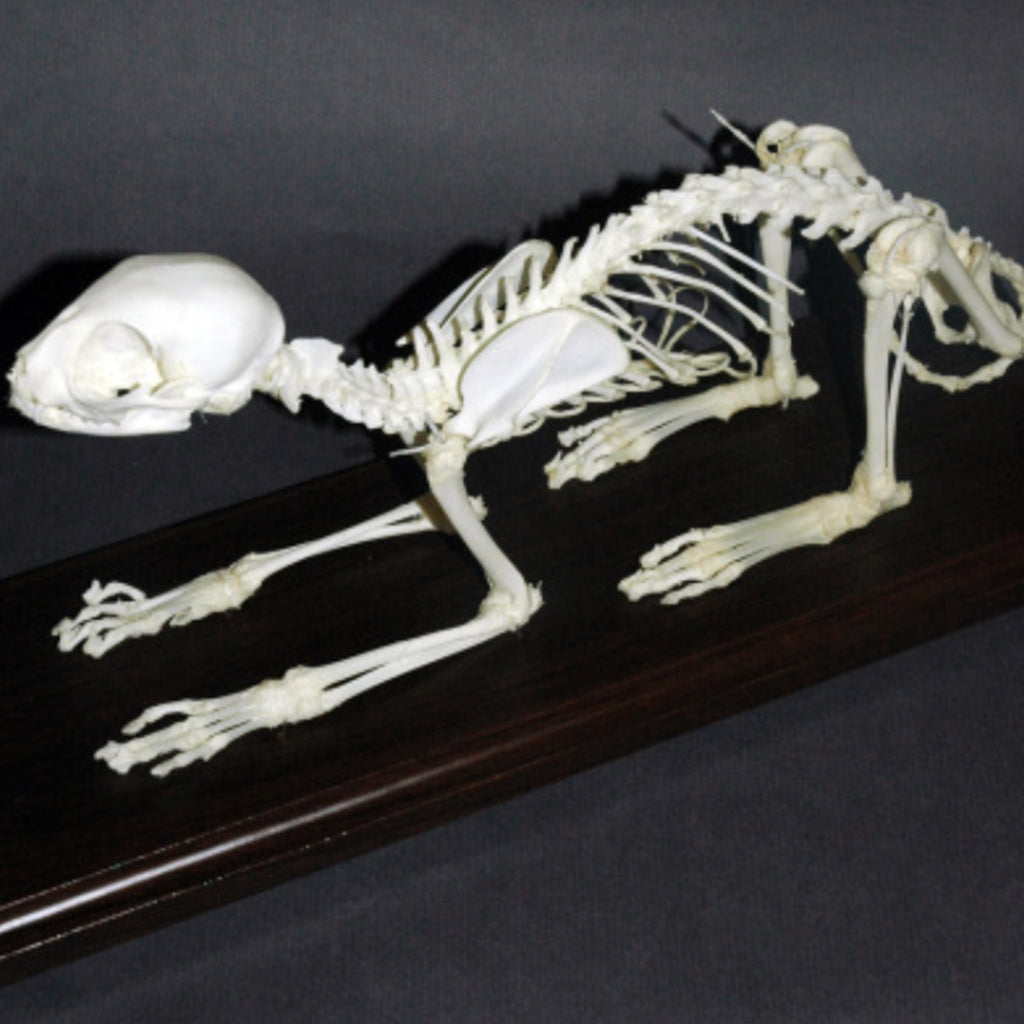 Oddities Oddity cat skeleton for sale dark art long beach los angeles